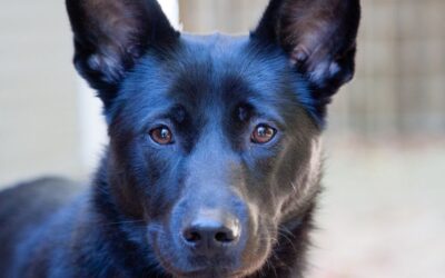 The Black Dog